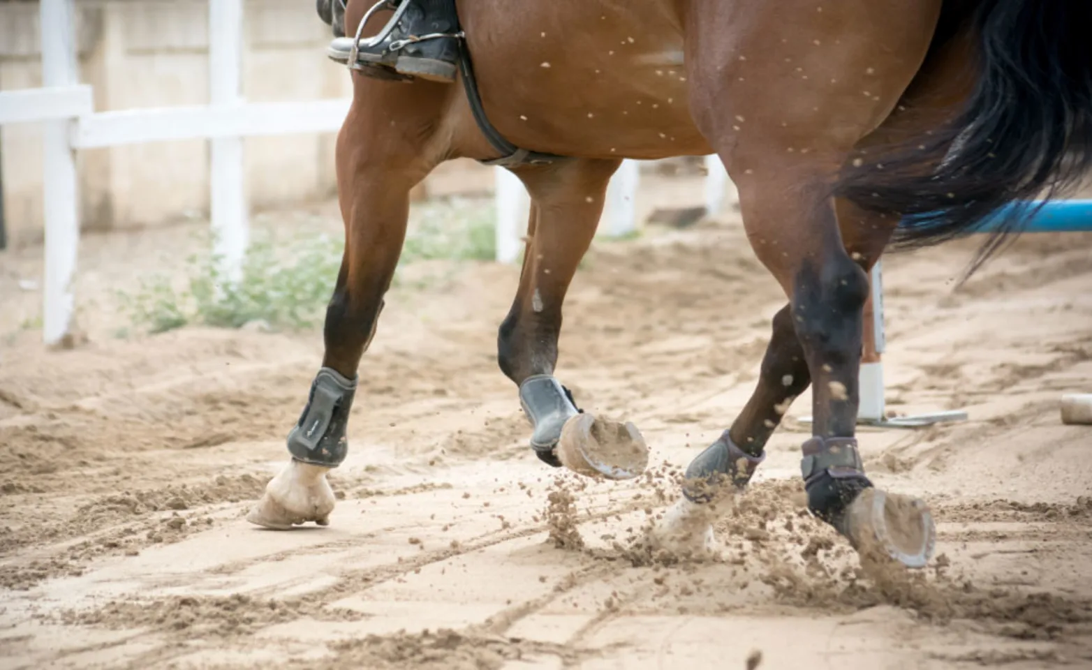 Lower half of horse trotting through dirt track